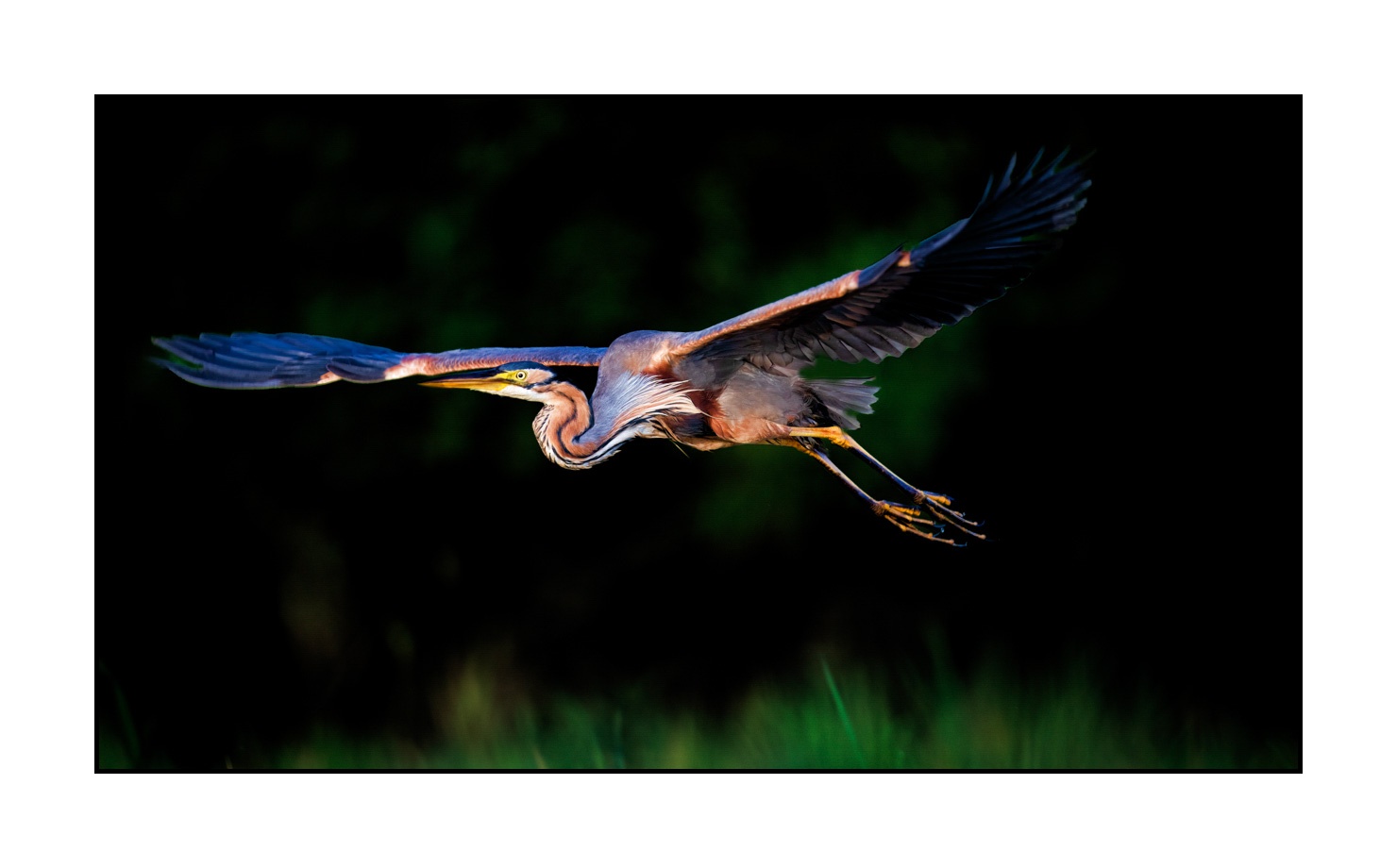 lumieres-et-couleurs/014-libres/fr/02-oiseaux-qui-evoquent-la-liberte-220517DOMWLD1352C