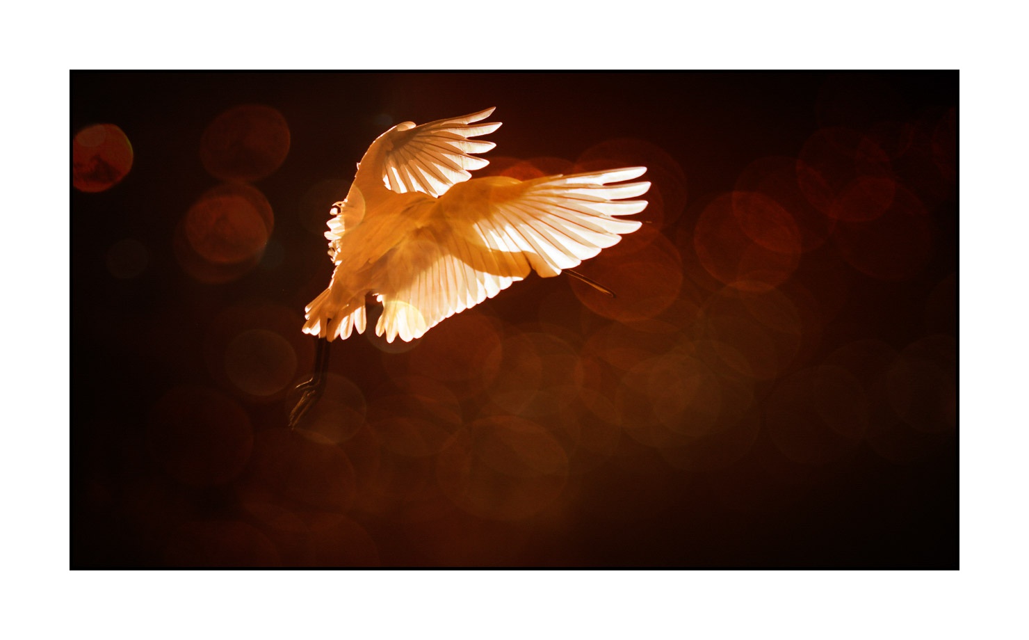 lumieres-et-couleurs/014-libres/fr/04-oiseaux-qui-evoquent-la-liberte-170604DOMWLD2916B