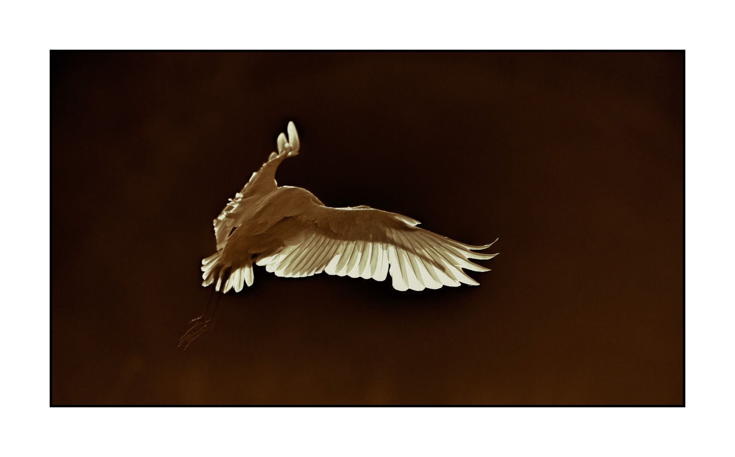 lumieres-et-couleurs/014-libres/fr/05-oiseaux-qui-evoquent-la-liberte-170604DOMWLD2915B