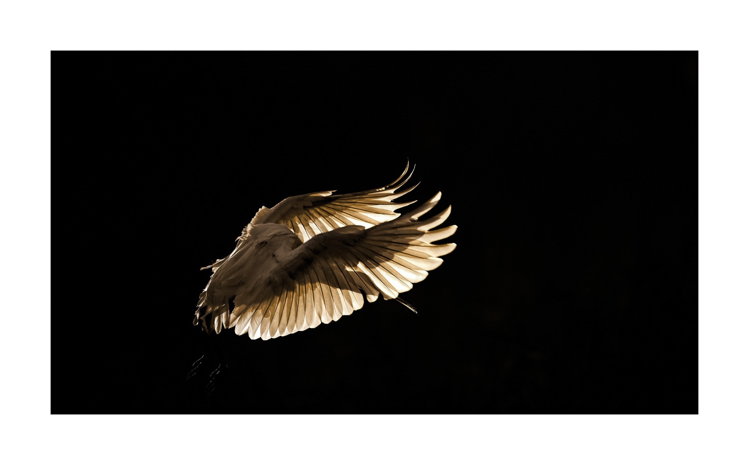 lumieres-et-couleurs/014-libres/fr/06-oiseaux-qui-evoquent-la-liberte-170604DOMWLD2919B