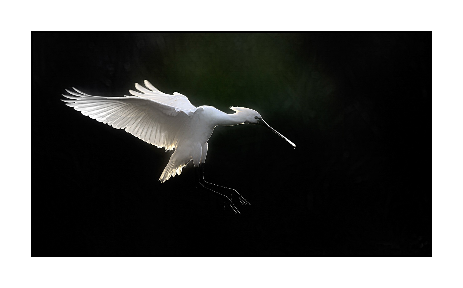 lumieres-et-couleurs/014-libres/fr/07-oiseaux-qui-evoquent-la-liberte-170604DOMWLD2930B