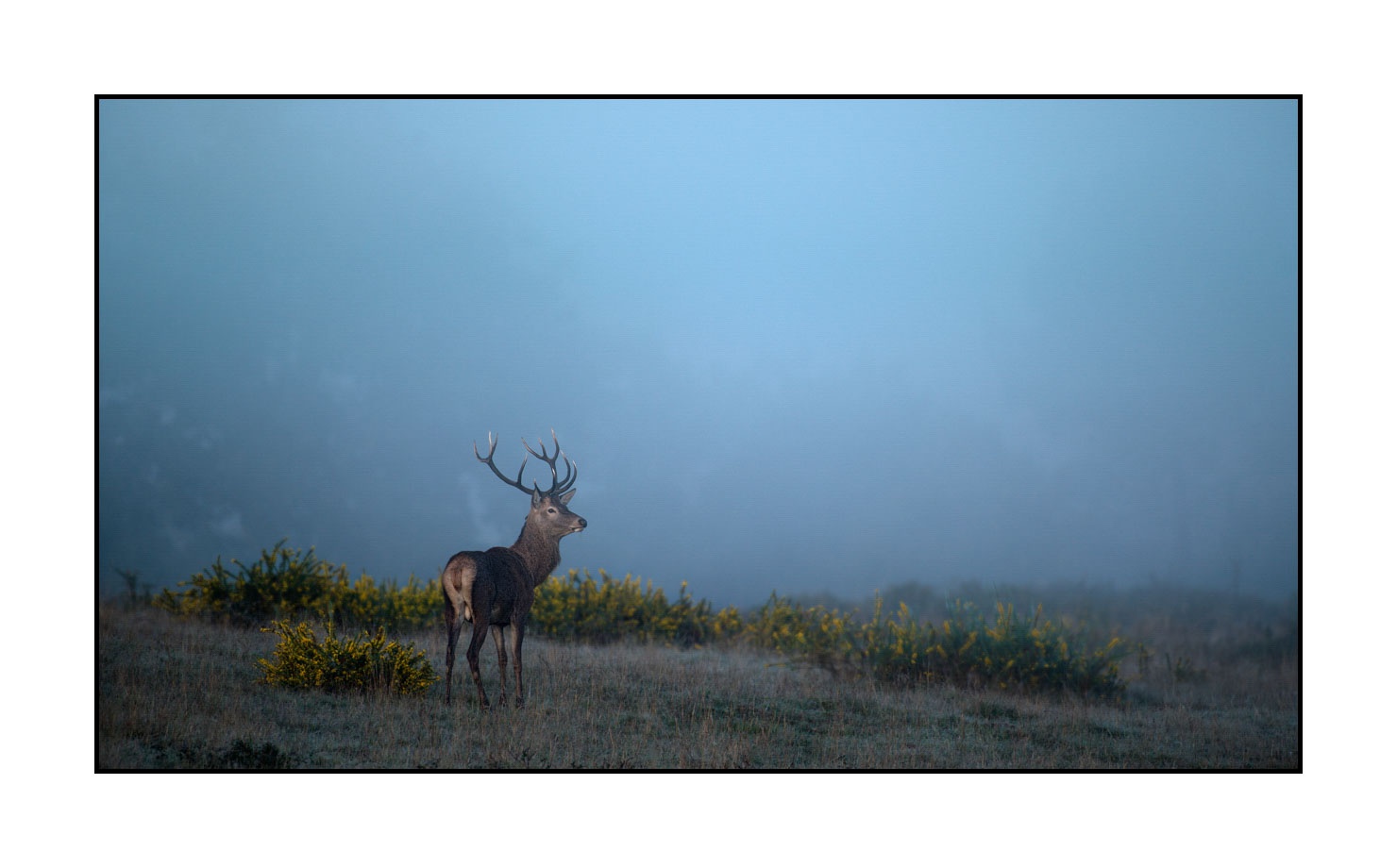 lumieres-et-couleurs/015-cerfs-dans-la-brume/edition-limitee/en/06-red-deer-stag-in-the-mist-160923CHMBRA0240C