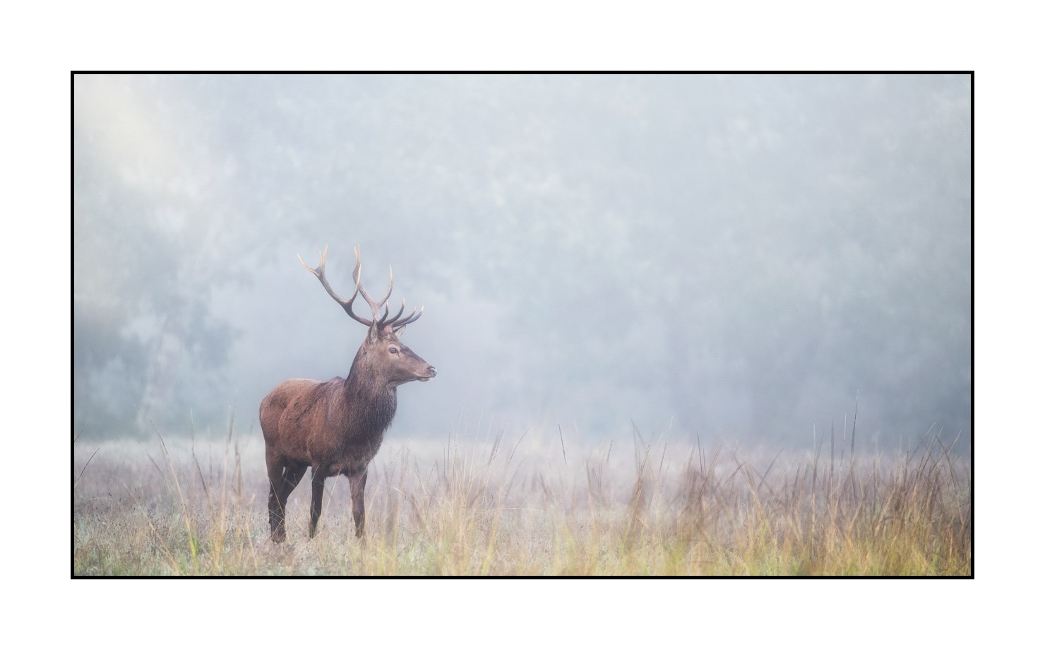 lumieres-et-couleurs/015-cerfs-dans-la-brume/edition-limitee/en/14-red-deer-stag-in-the-mist-20210926BRACHA0093C