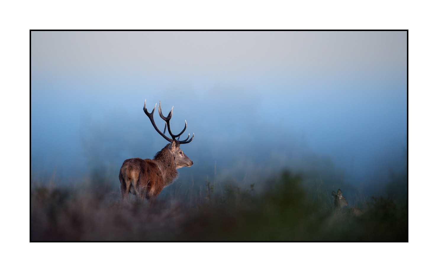 lumieres-et-couleurs/015-cerfs-dans-la-brume/edition-limitee/fr/01-cerf-dans-la-brume-160923CHMBRA0206C