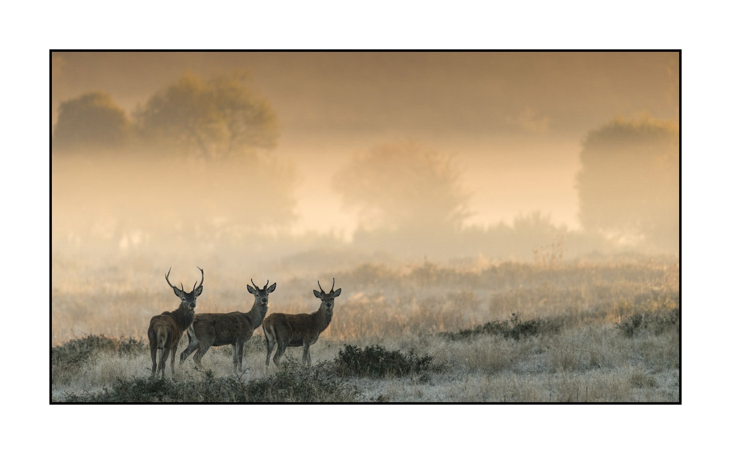 lumieres-et-couleurs/015-cerfs-dans-la-brume/edition-limitee/fr/12-cerf-dans-la-brume-160923CHMBRA0320C