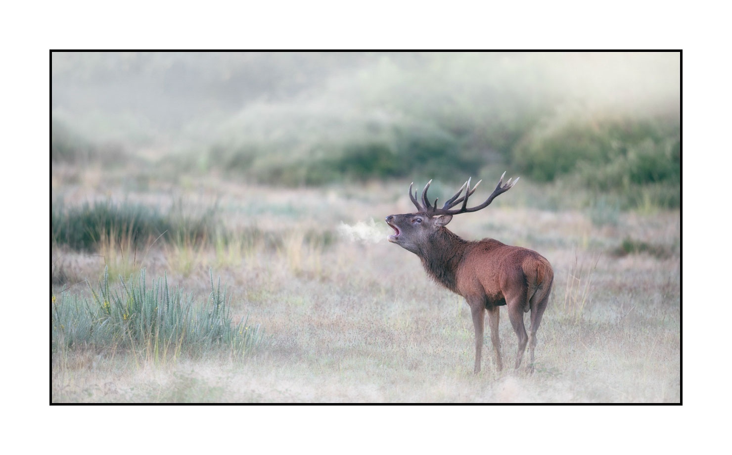 lumieres-et-couleurs/015-cerfs-dans-la-brume/edition-limitee/fr/16-cerf-dans-la-brume-20210926BRACHA0339C