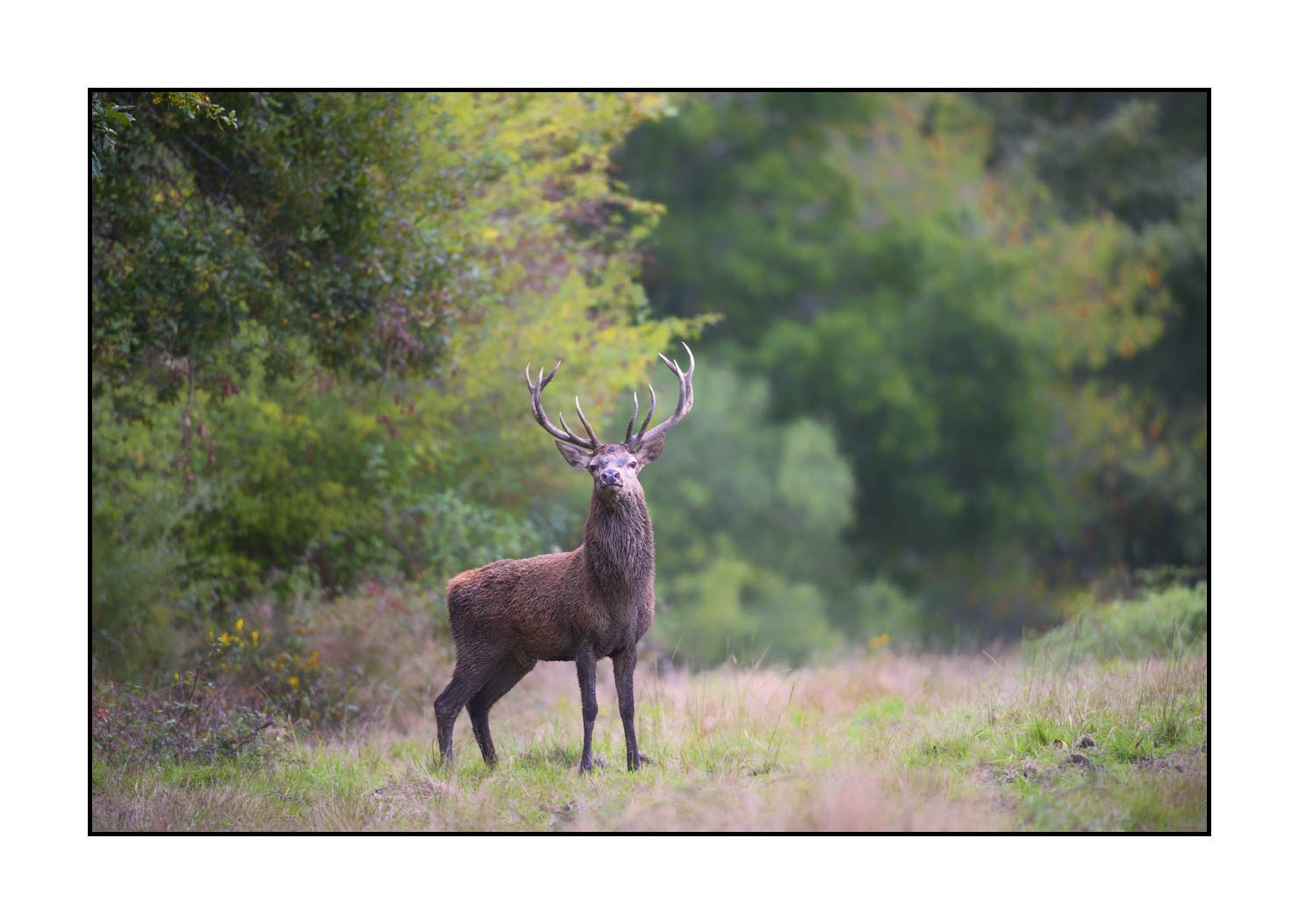 lumieres-et-couleurs/015-cerfs-dans-la-brume/edition-ouverte/en/open-edition-1975-32C