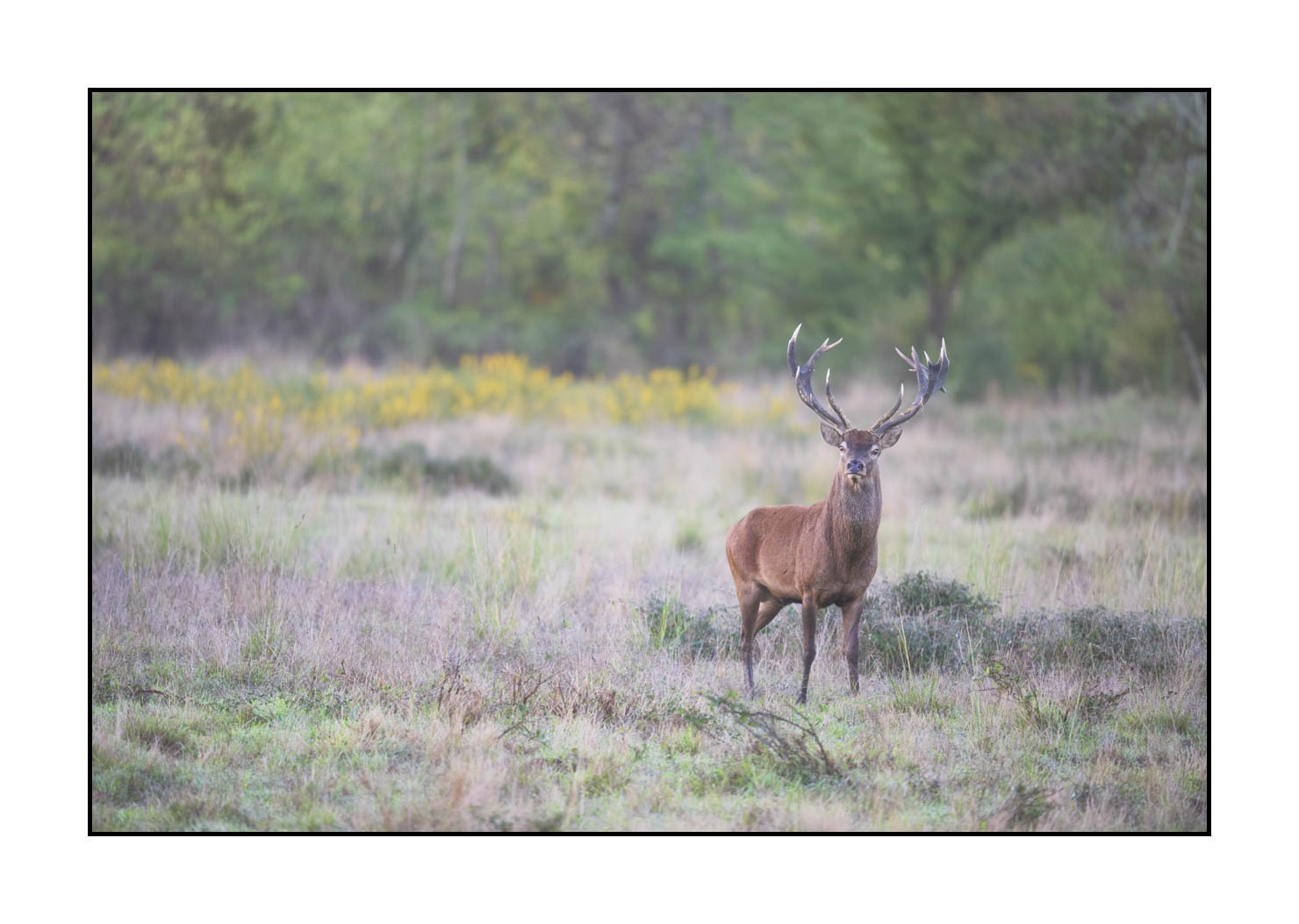 lumieres-et-couleurs/015-cerfs-dans-la-brume/edition-ouverte/en/open-edition-1983-32C