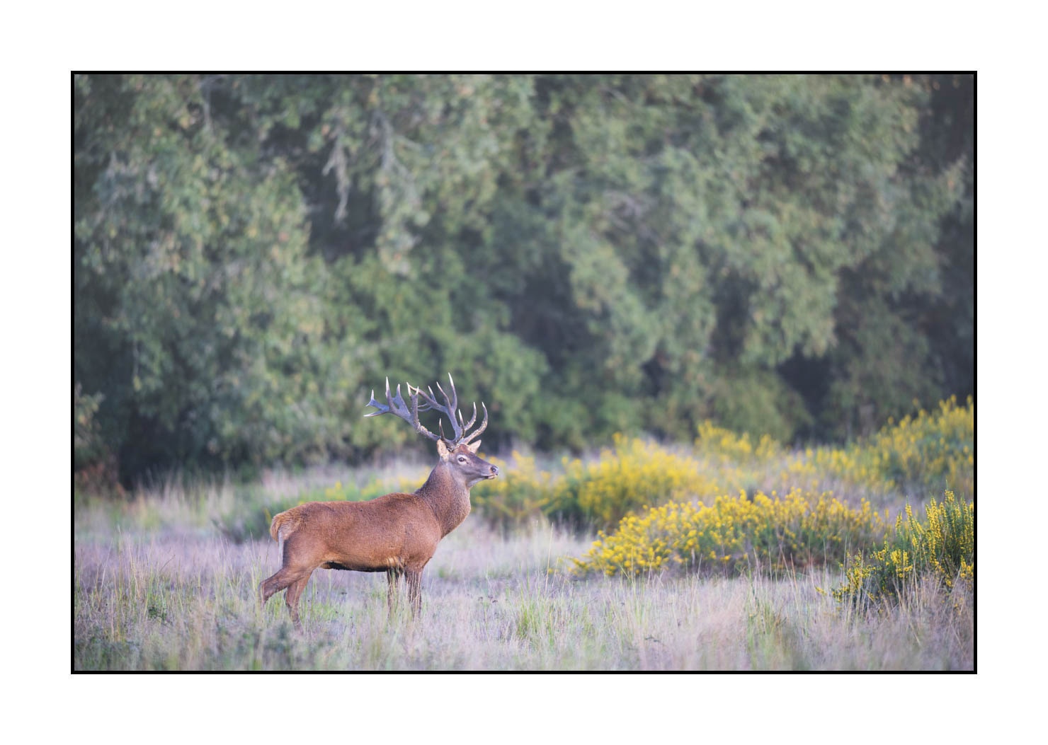 lumieres-et-couleurs/015-cerfs-dans-la-brume/edition-ouverte/en/open-edition-1984-32C
