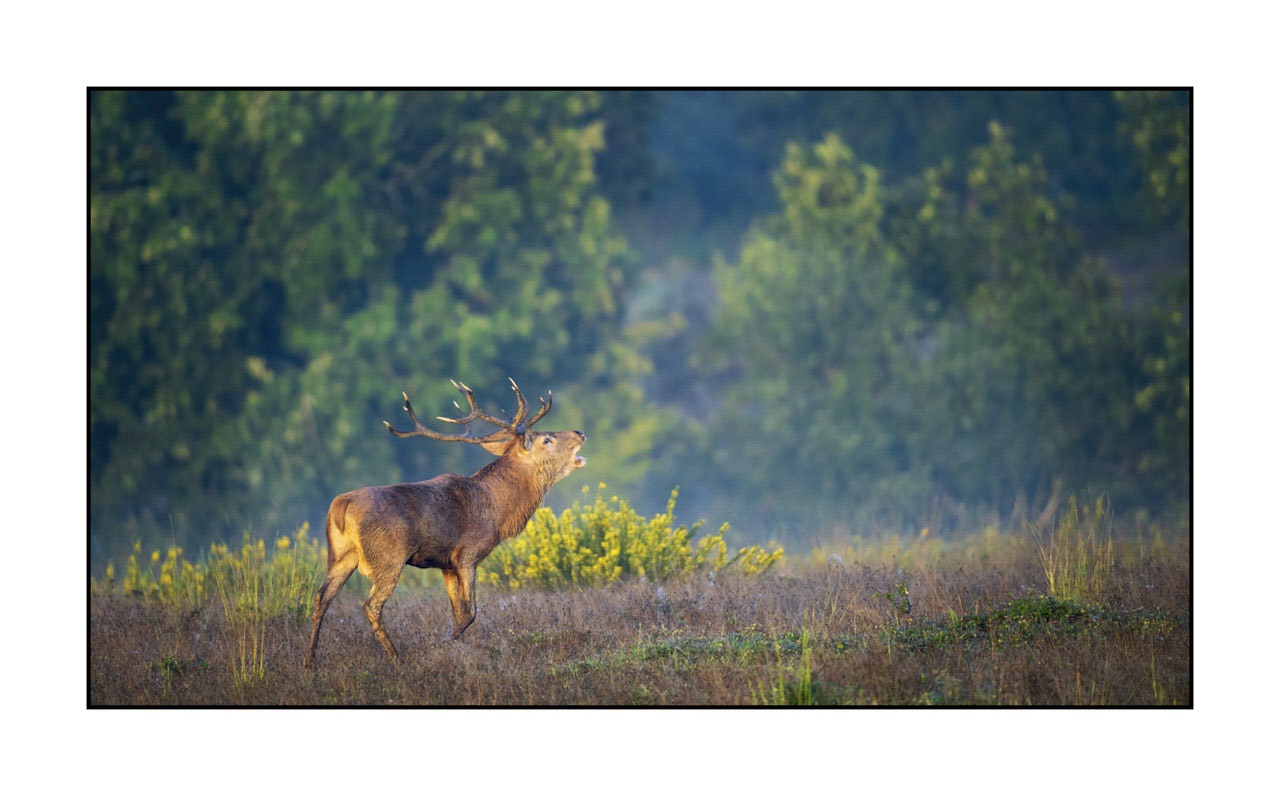 lumieres-et-couleurs/015-cerfs-dans-la-brume/edition-ouverte/fr/edition-ouverte-1963-169C