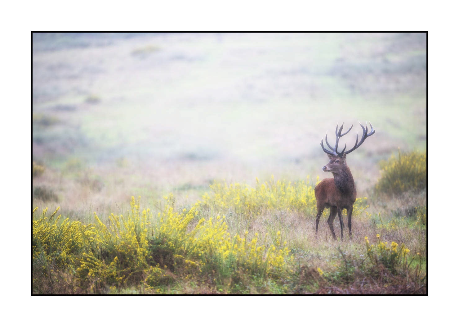 lumieres-et-couleurs/015-cerfs-dans-la-brume/edition-ouverte/fr/edition-ouverte-1976-32C