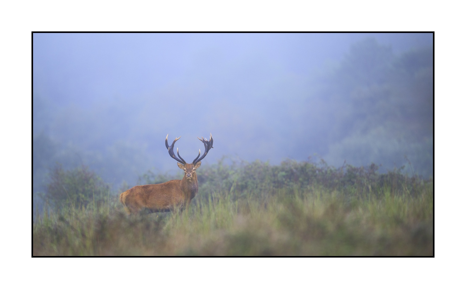lumieres-et-couleurs/015-cerfs-dans-la-brume/edition-ouverte/fr/edition-ouverte-1979-169C
