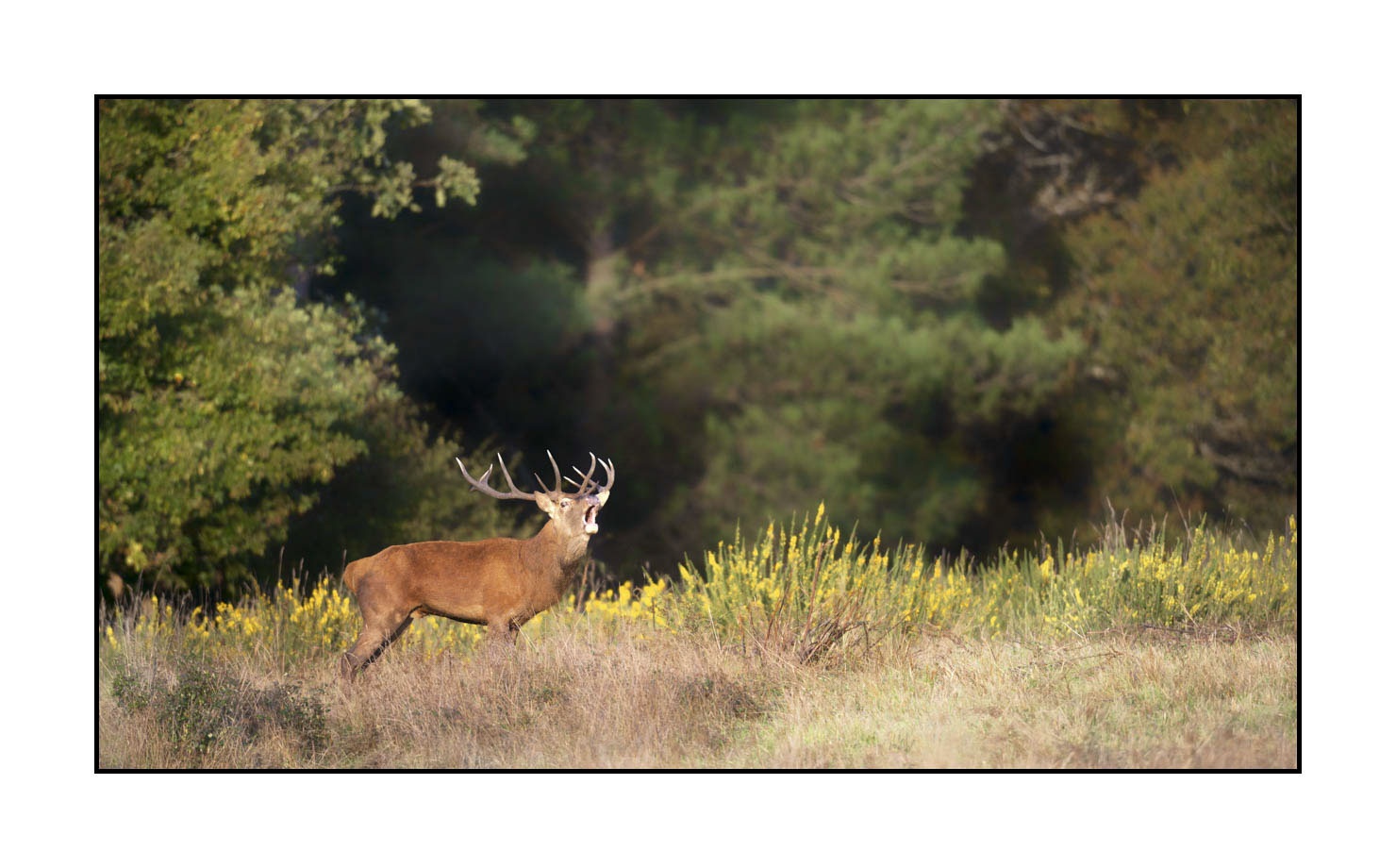 lumieres-et-couleurs/015-cerfs-dans-la-brume/edition-ouverte/fr/edition-ouverte-1980-169C