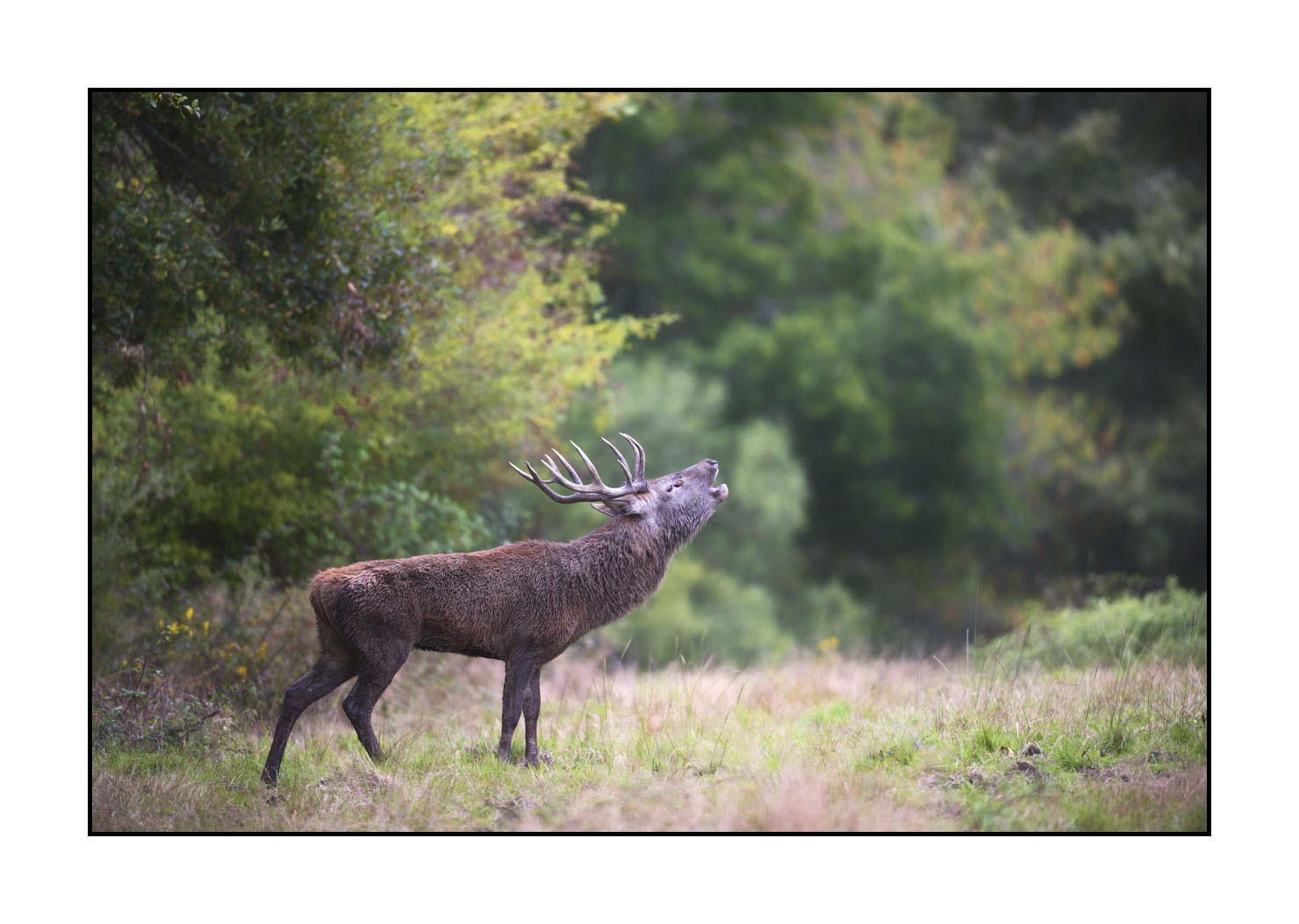 lumieres-et-couleurs/015-cerfs-dans-la-brume/edition-ouverte/fr/edition-ouverte-1981-32C