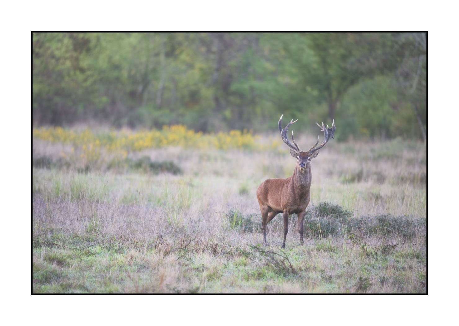 lumieres-et-couleurs/015-cerfs-dans-la-brume/edition-ouverte/fr/edition-ouverte-1983-32C