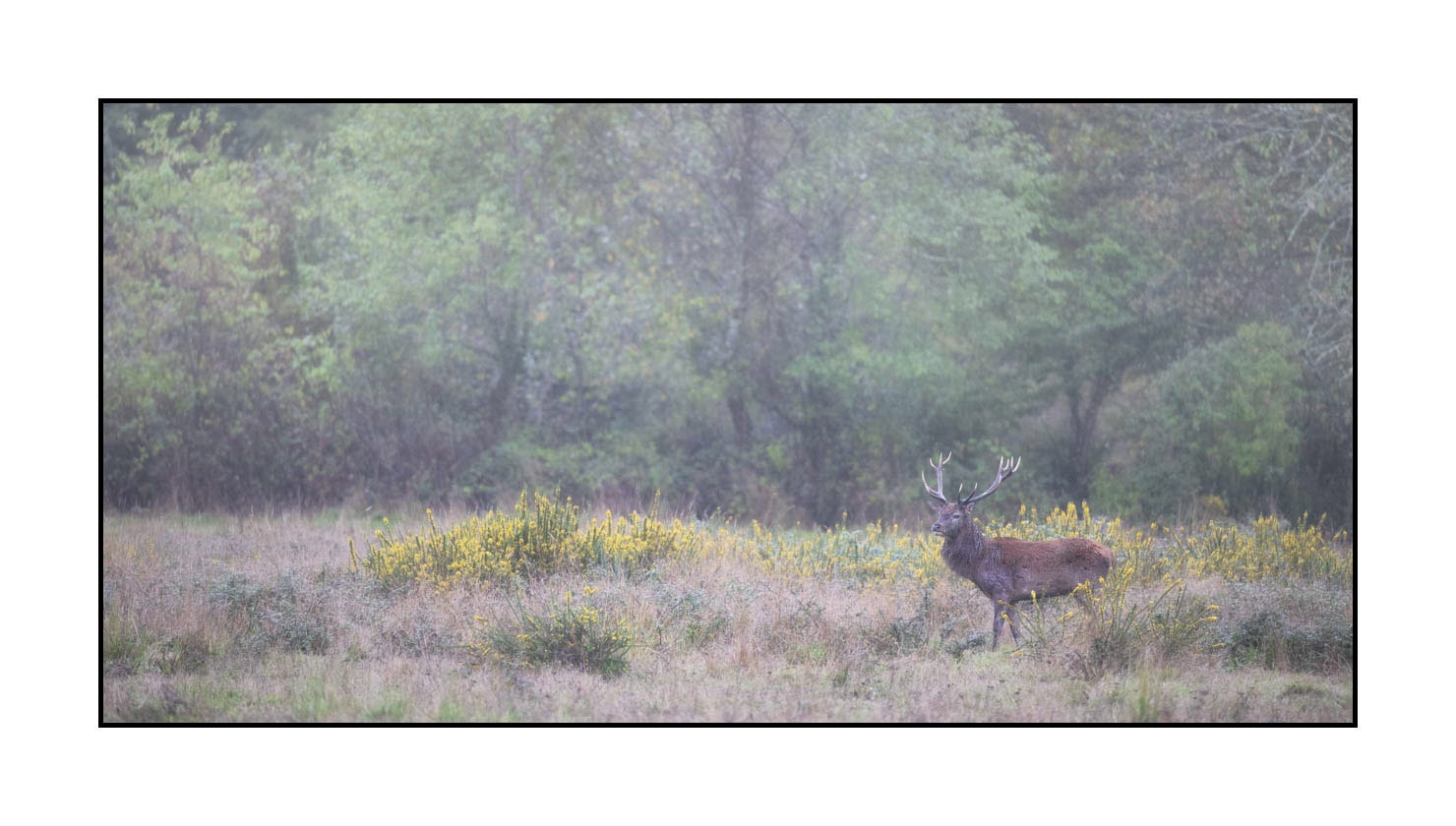 lumieres-et-couleurs/015-cerfs-dans-la-brume/edition-ouverte/fr/edition-ouverte-1985-21C