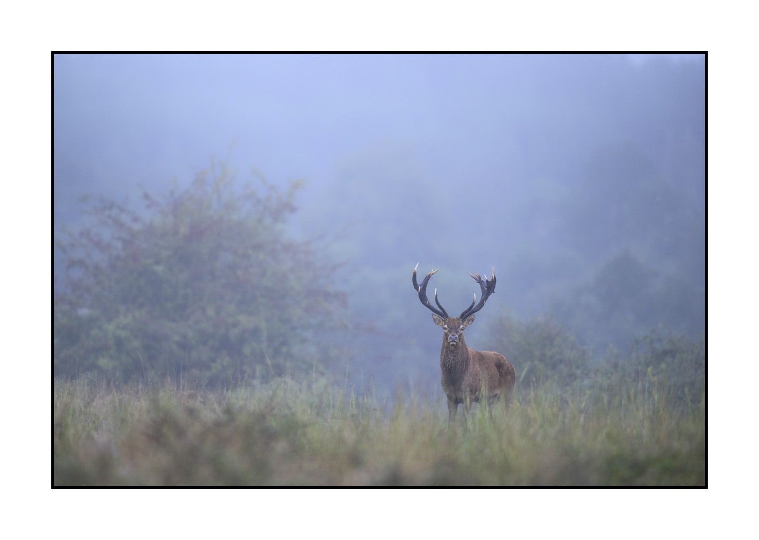 lumieres-et-couleurs/015-cerfs-dans-la-brume/edition-ouverte/fr/edition-ouverte-1987-32C