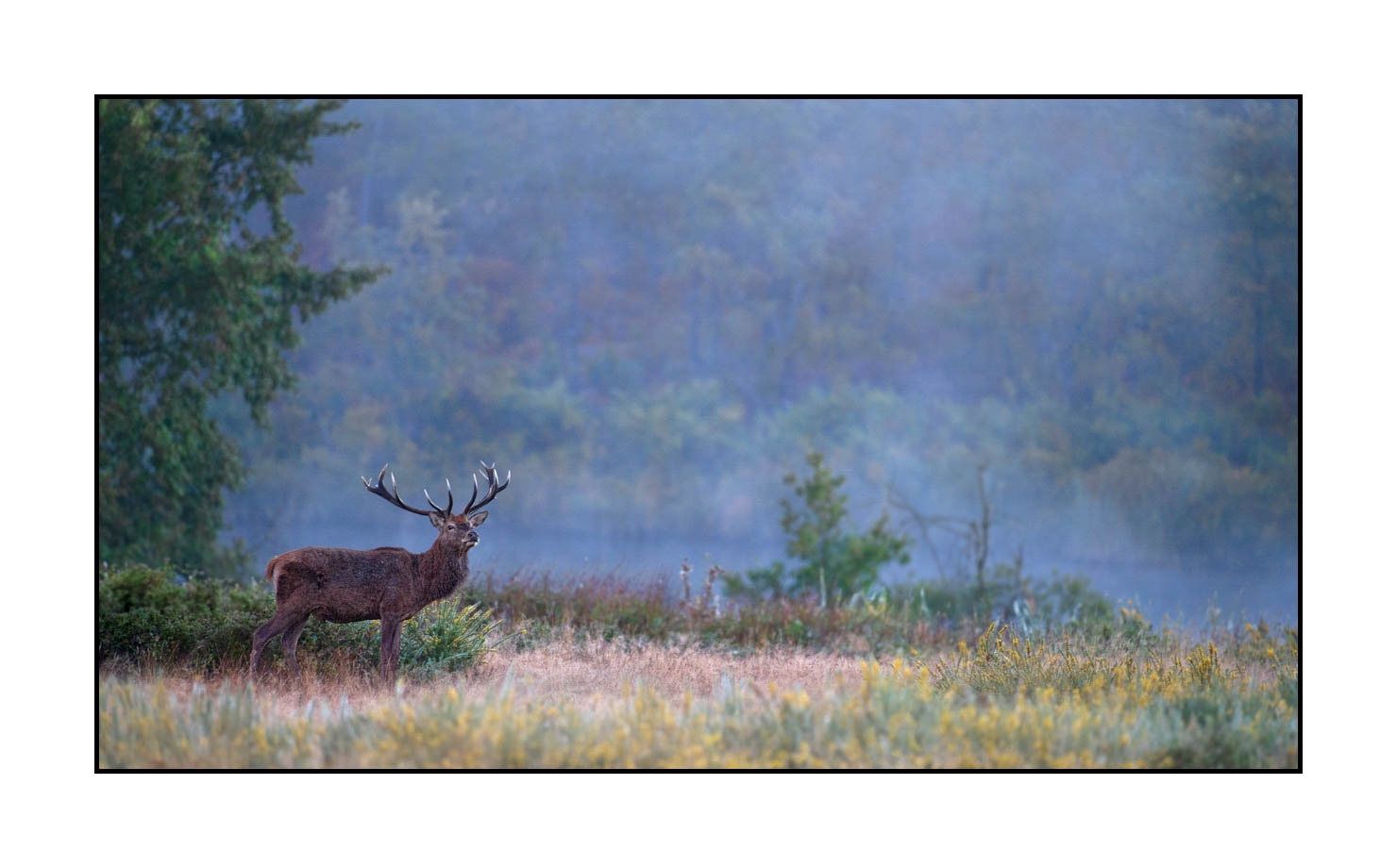 lumieres-et-couleurs/015-cerfs-dans-la-brume/fr/02-cerf-dans-la-brume-160923CHMBRA0394C