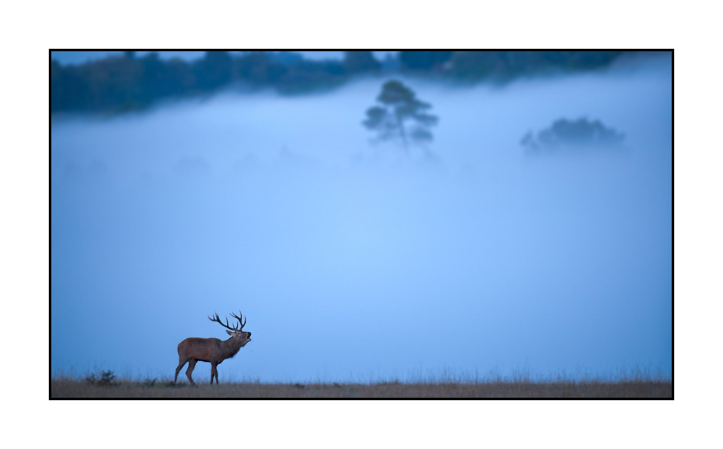 lumieres-et-couleurs/015-cerfs-dans-la-brume/fr/03-cerf-dans-la-brume-160923CHMBRA0186C