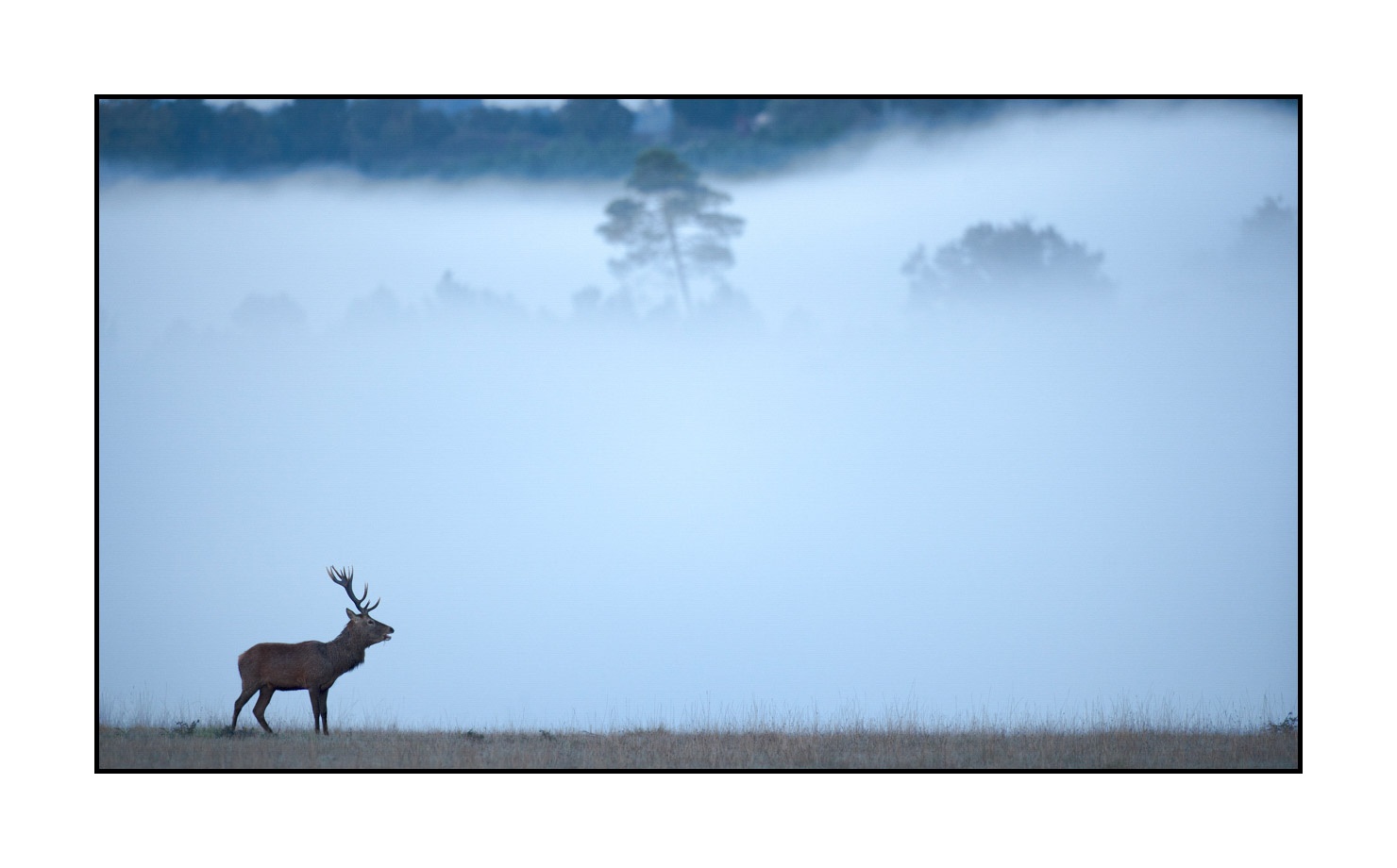 lumieres-et-couleurs/015-cerfs-dans-la-brume/fr/04-cerf-dans-la-brume-160923CHMBRA0195C