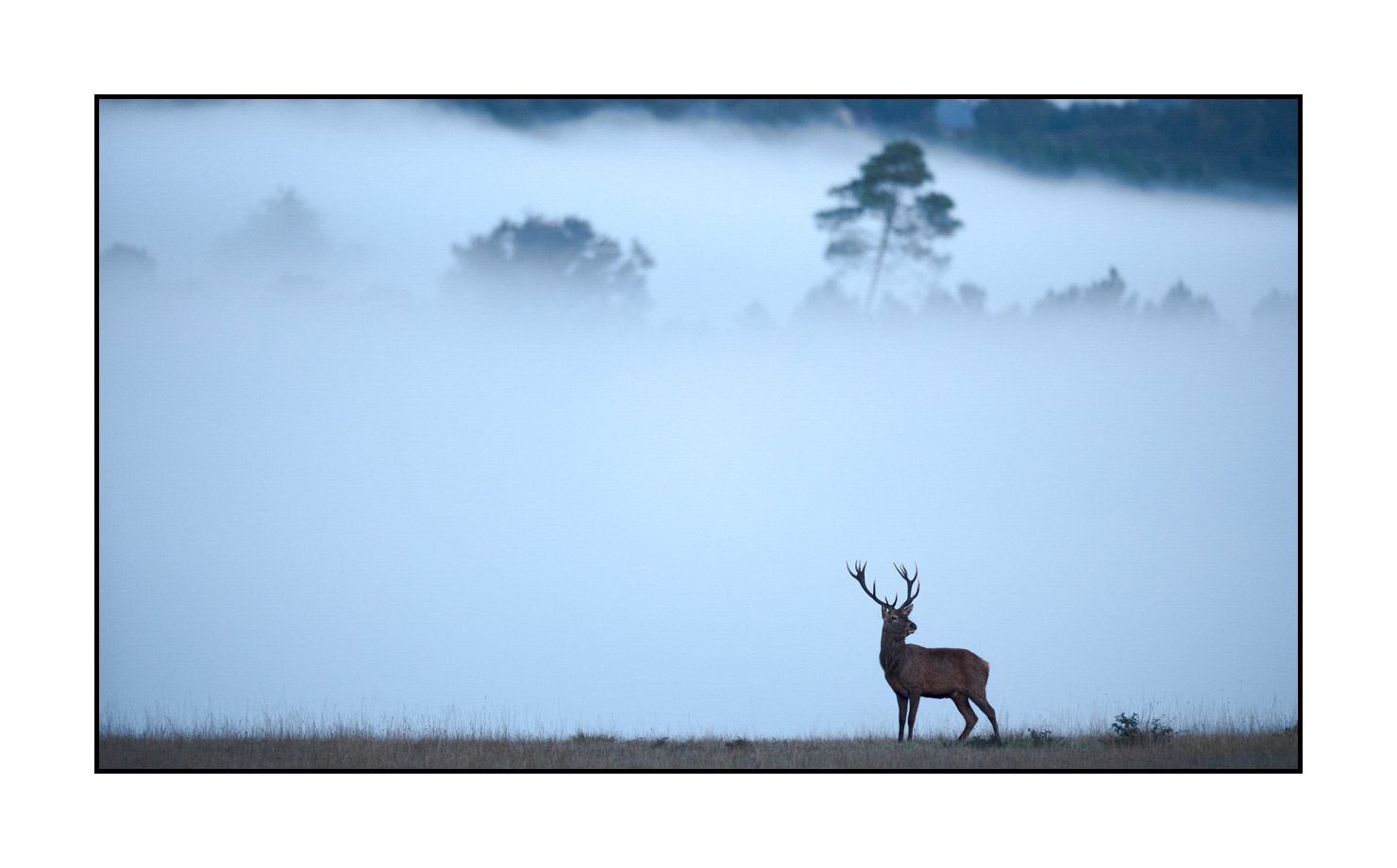 lumieres-et-couleurs/015-cerfs-dans-la-brume/fr/05-cerf-dans-la-brume-160923CHMBRA0199C