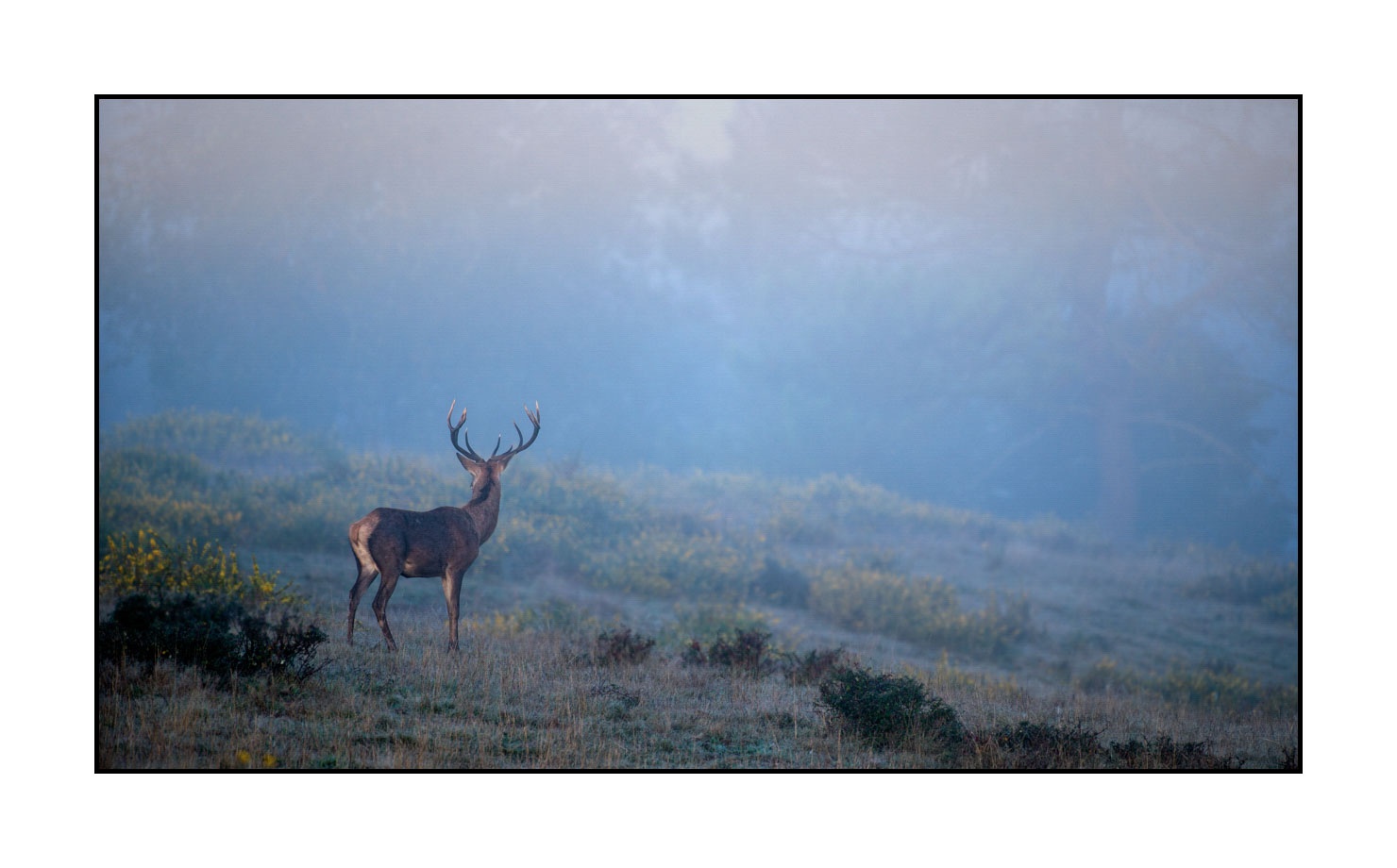 lumieres-et-couleurs/015-cerfs-dans-la-brume/fr/07-cerf-dans-la-brume-160923CHMBRA0254C