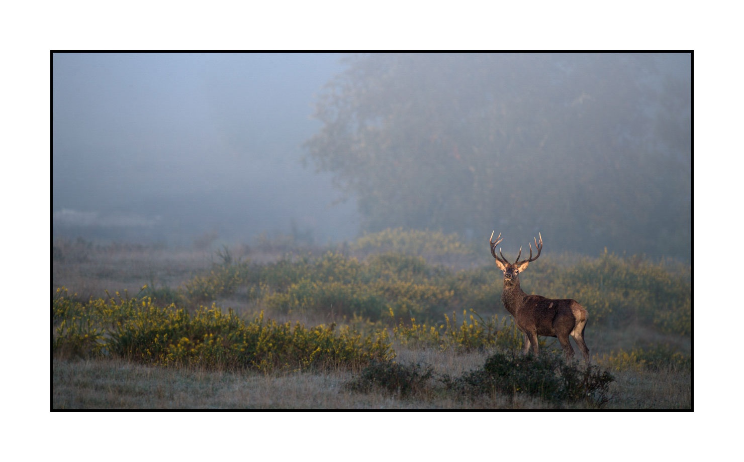 lumieres-et-couleurs/015-cerfs-dans-la-brume/fr/08-cerf-dans-la-brume-160923CHMBRA0267C