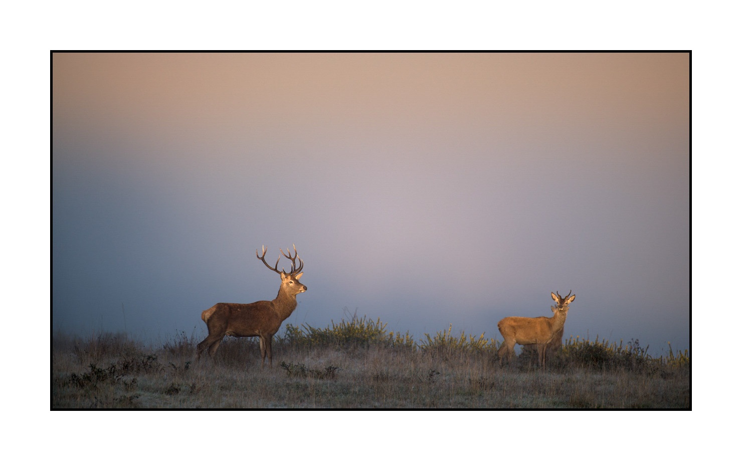 lumieres-et-couleurs/015-cerfs-dans-la-brume/fr/09-cerf-dans-la-brume-160923CHMBRA0273C