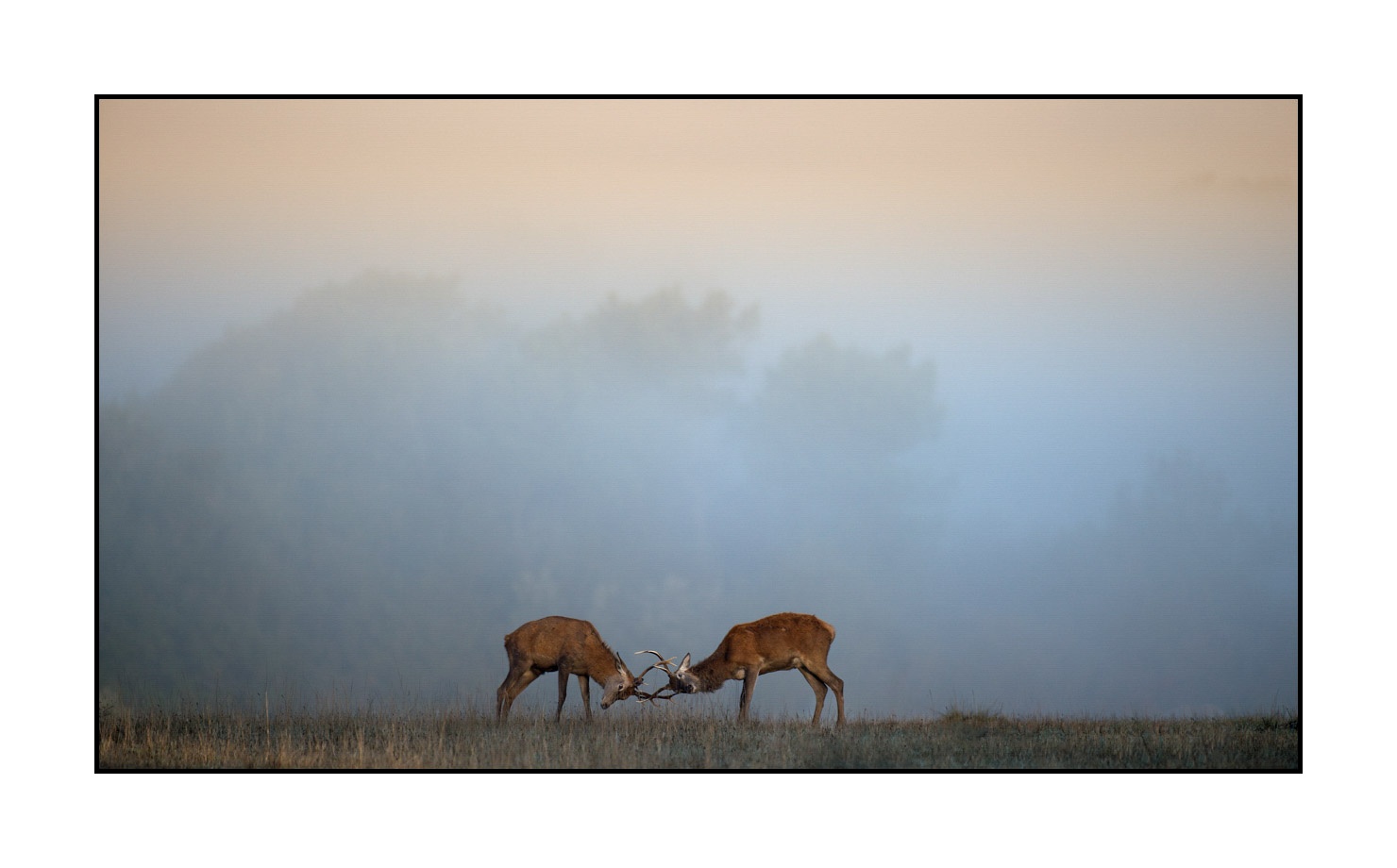 lumieres-et-couleurs/015-cerfs-dans-la-brume/fr/10-cerf-dans-la-brume-160923CHMBRA0283C