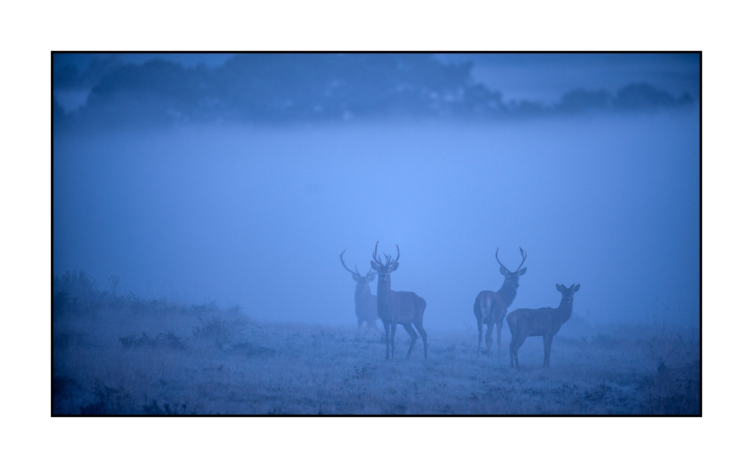 lumieres-et-couleurs/015-cerfs-dans-la-brume/fr/11-cerf-dans-la-brume-160923CHMBRA0117C