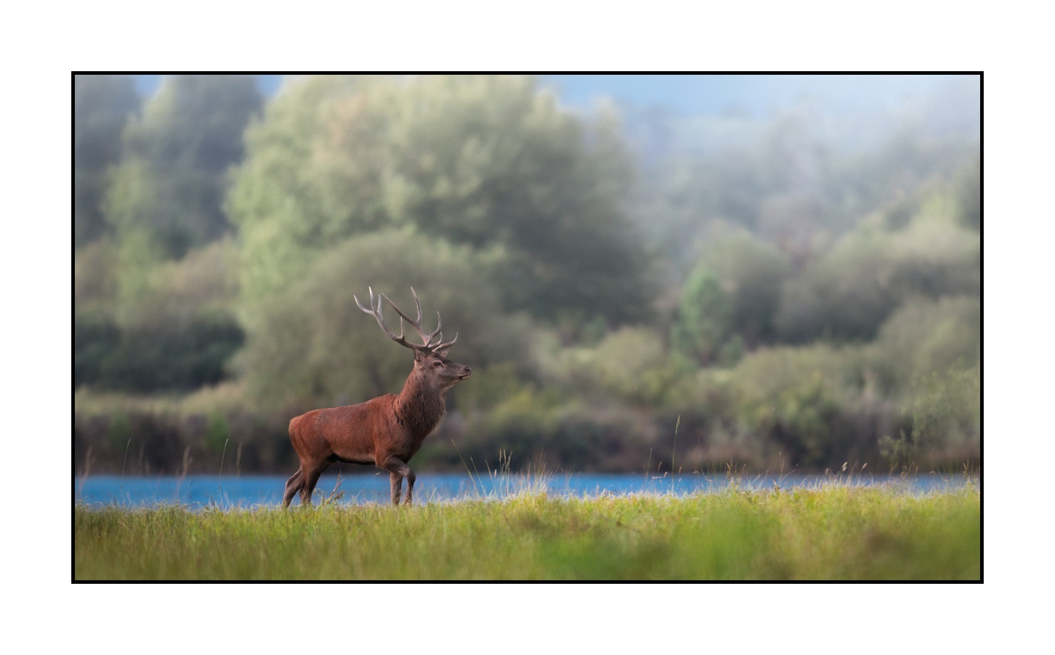 lumieres-et-couleurs/015-cerfs-dans-la-brume/fr/13-cerf-dans-la-brume-20210926BRACHA0047C
