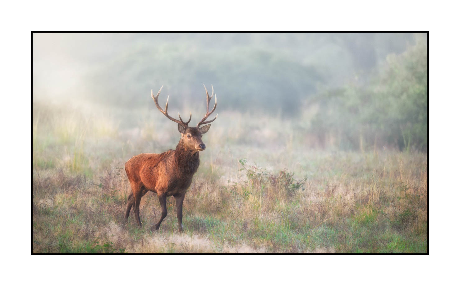 lumieres-et-couleurs/015-cerfs-dans-la-brume/fr/15-cerf-dans-la-brume-20210926BRACHA0251C