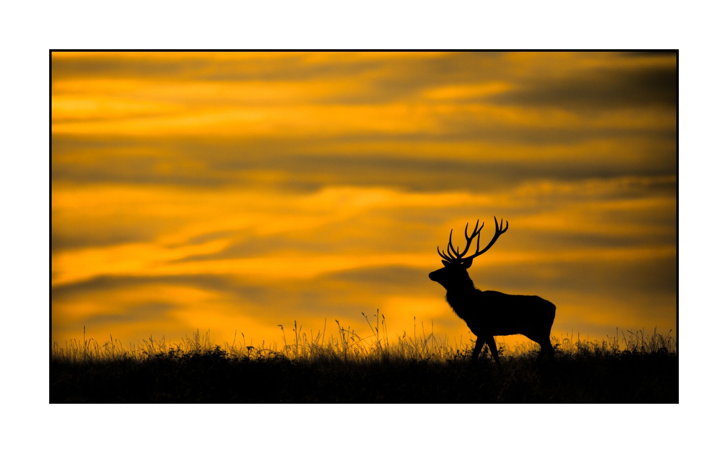 lumieres-et-couleurs/016-silhouettes-de-cerfs-en-couleur/edition-limitee/en/05-silhouette-of-red-deer-stag-160923CHMBRA0983C