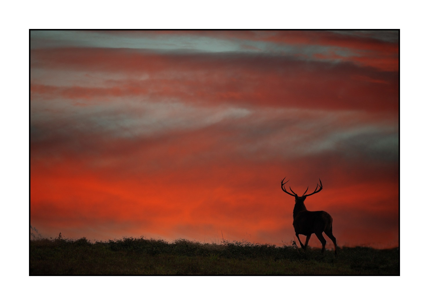 lumieres-et-couleurs/016-silhouettes-de-cerfs-en-couleur/edition-limitee/en/07-silhouette-of-red-deer-stag-20210926BRACHA0039C
