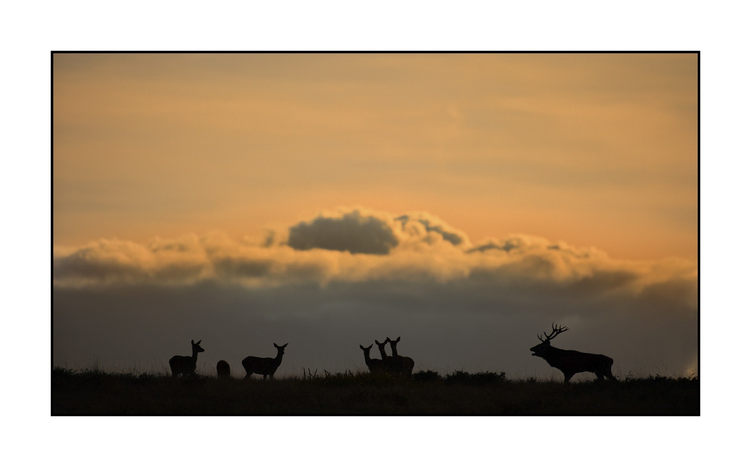 lumieres-et-couleurs/016-silhouettes-de-cerfs-en-couleur/edition-ouverte/en/open-edition-480-169C