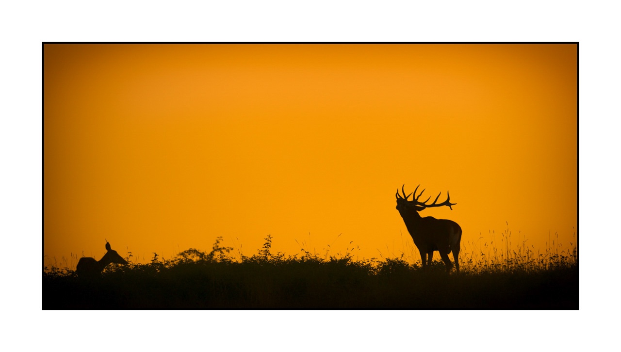 lumieres-et-couleurs/016-silhouettes-de-cerfs-en-couleur/edition-ouverte/fr/edition-ouverte-1959-21C