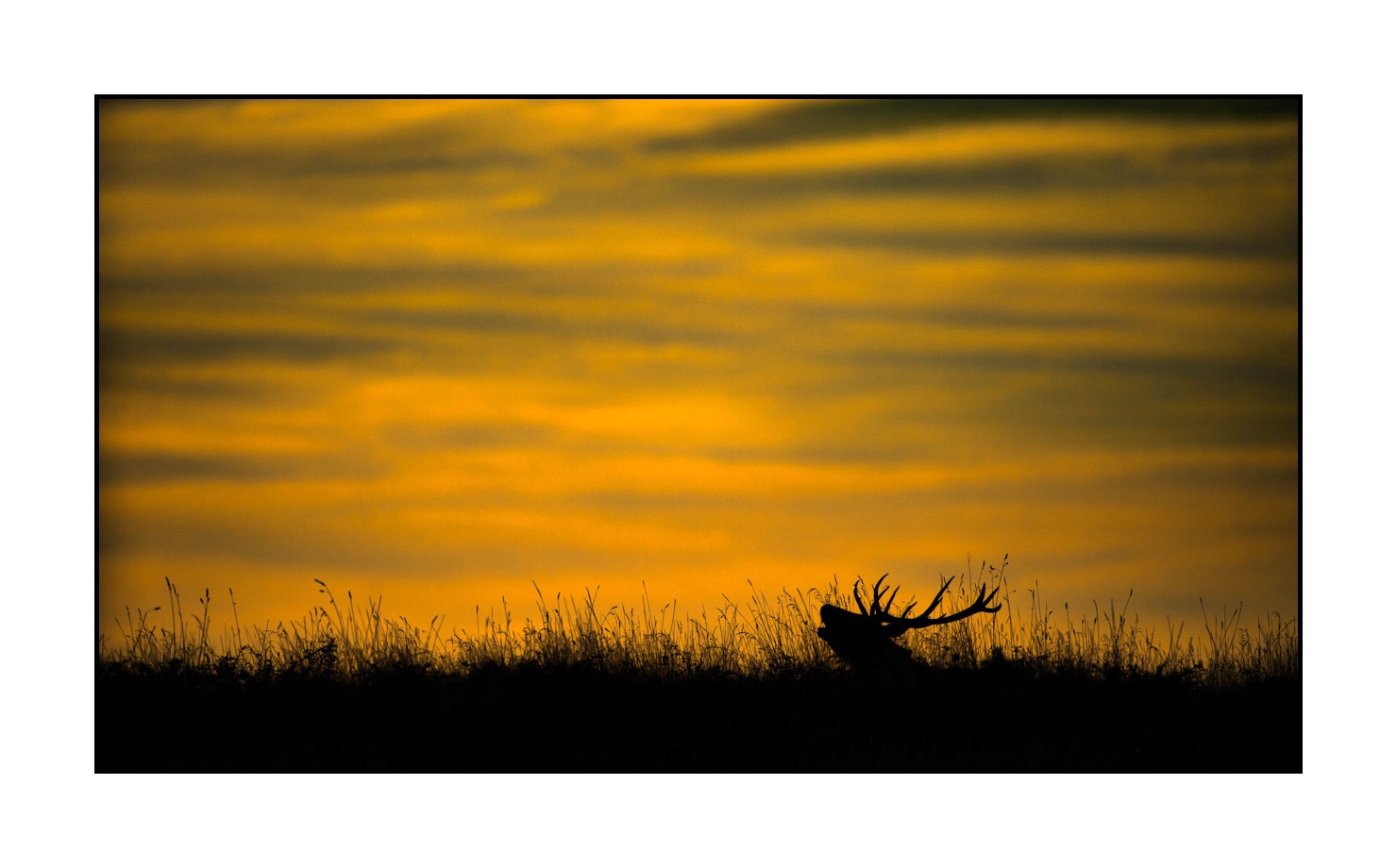 lumieres-et-couleurs/016-silhouettes-de-cerfs-en-couleur/fr/03-silhouette-de-cerf-160923CHMBRA0937C