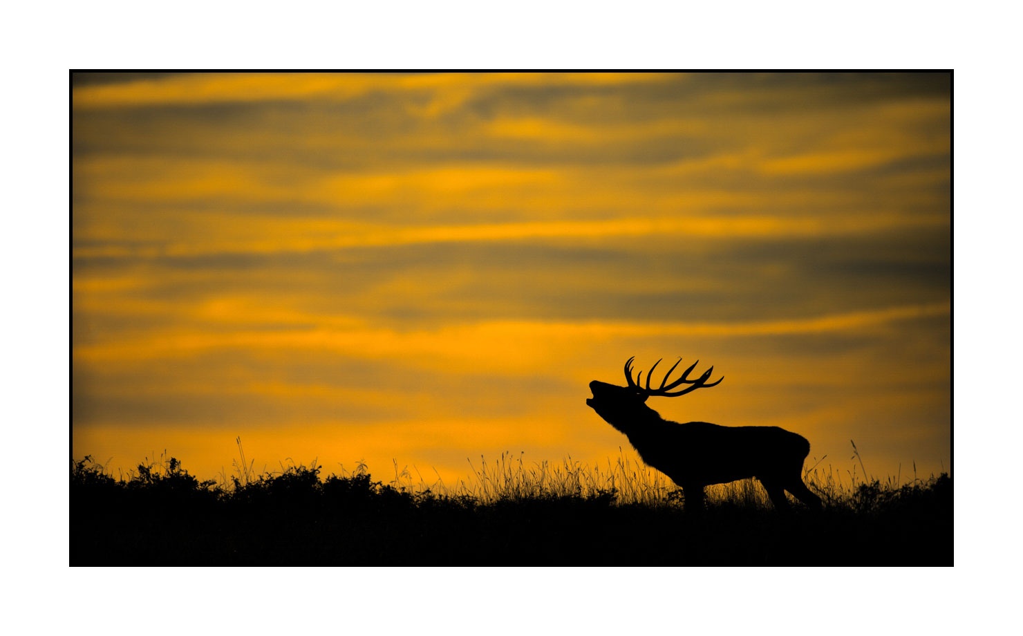 lumieres-et-couleurs/016-silhouettes-de-cerfs-en-couleur/fr/04-silhouette-de-cerf-160923CHMBRA0966C