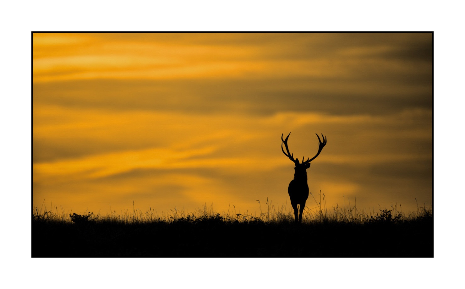 lumieres-et-couleurs/016-silhouettes-de-cerfs-en-couleur/fr/06-silhouette-de-cerf-160923CHMBRA0992C