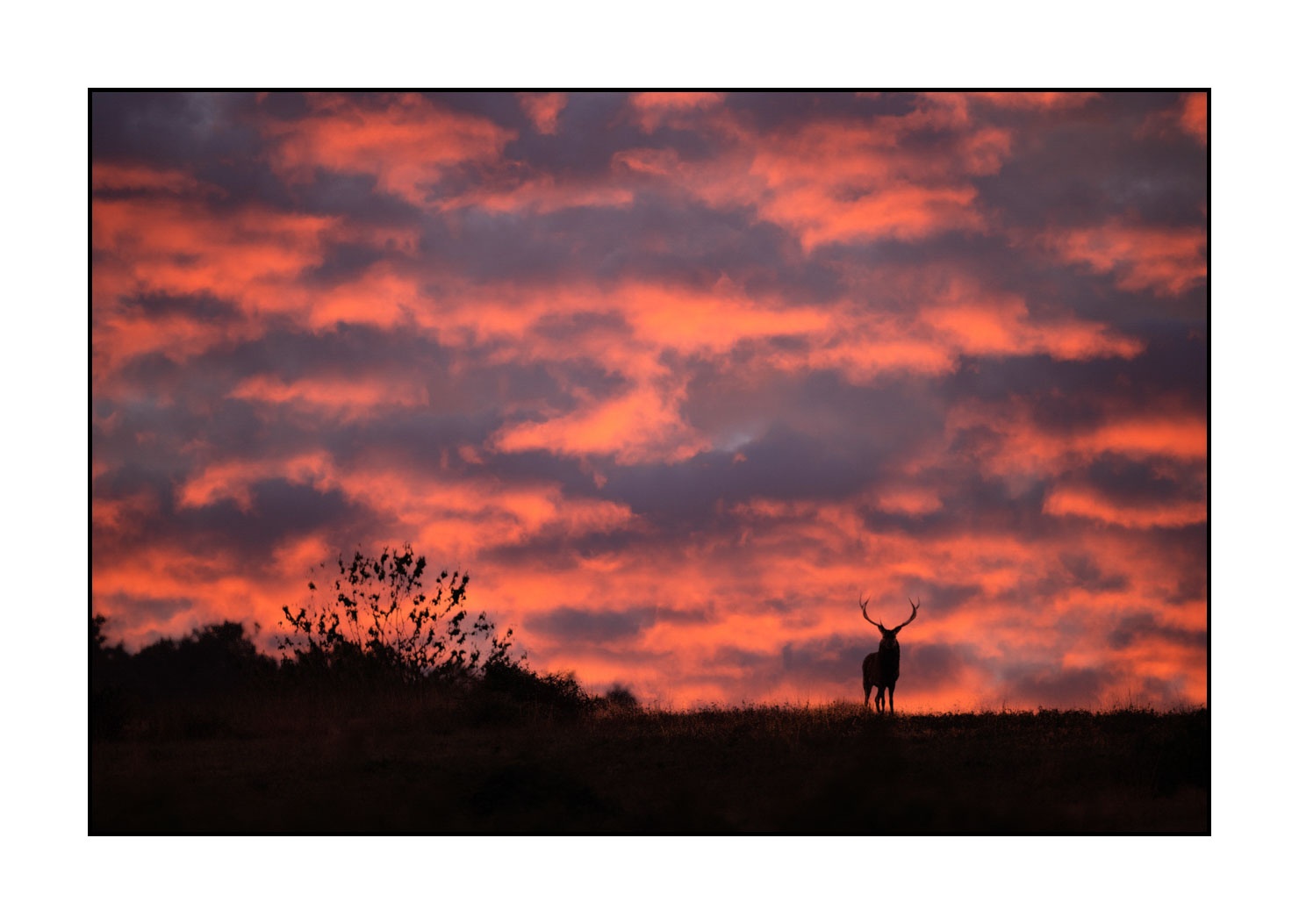 lumieres-et-couleurs/016-silhouettes-de-cerfs-en-couleur/fr/08-silhouette-de-cerf-20210926BRACHA0213C