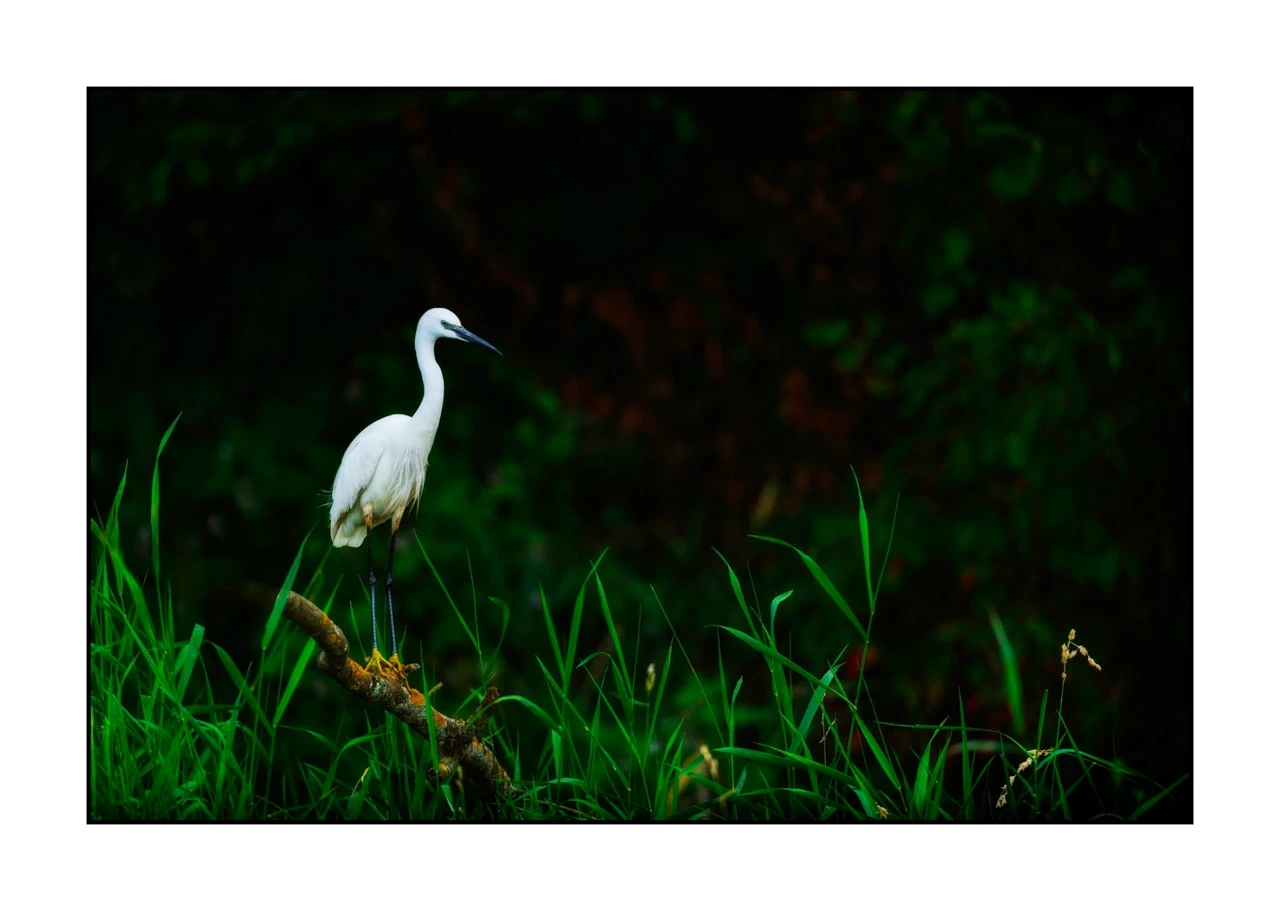 lumieres-et-couleurs/017-ambiances-etangs-de-la-dombes/edition-ouverte/en/33-atmosphere-on-a-pond-of-la-dombes-2420-32C