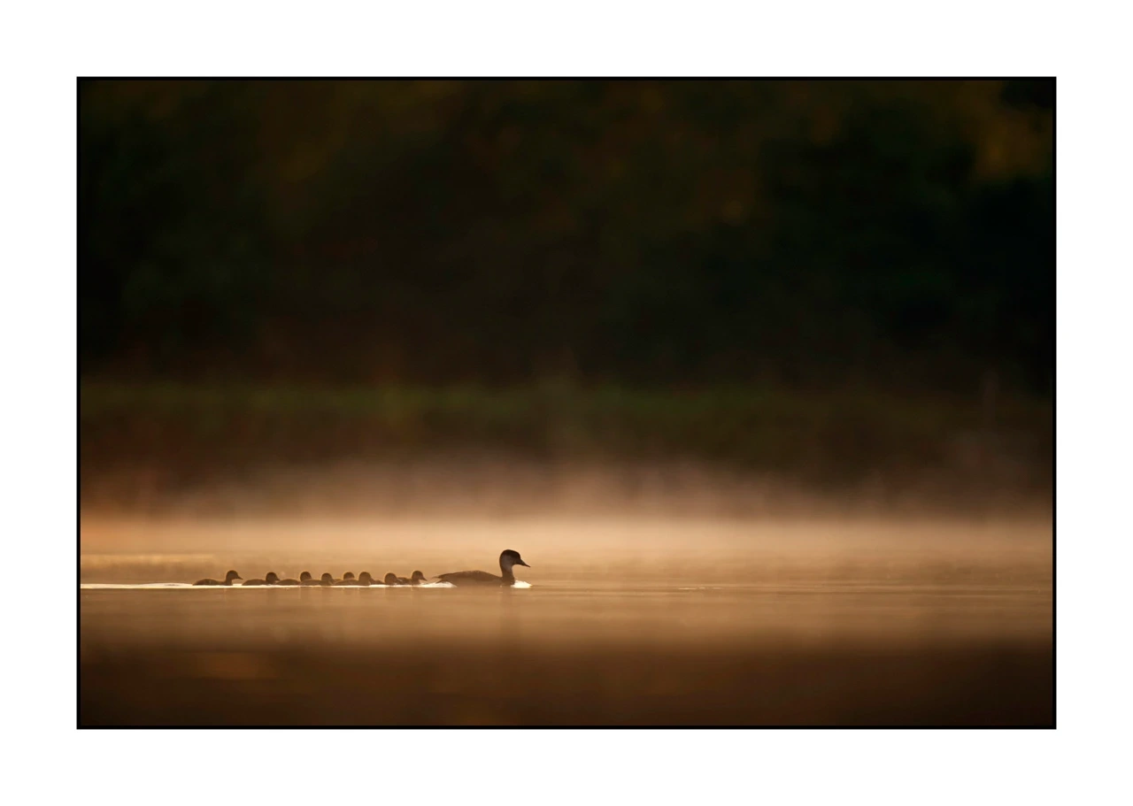 lumieres-et-couleurs/017-ambiances-etangs-de-la-dombes/edition-ouverte/en/44-atmosphere-on-a-pond-of-la-dombes-2431-32C