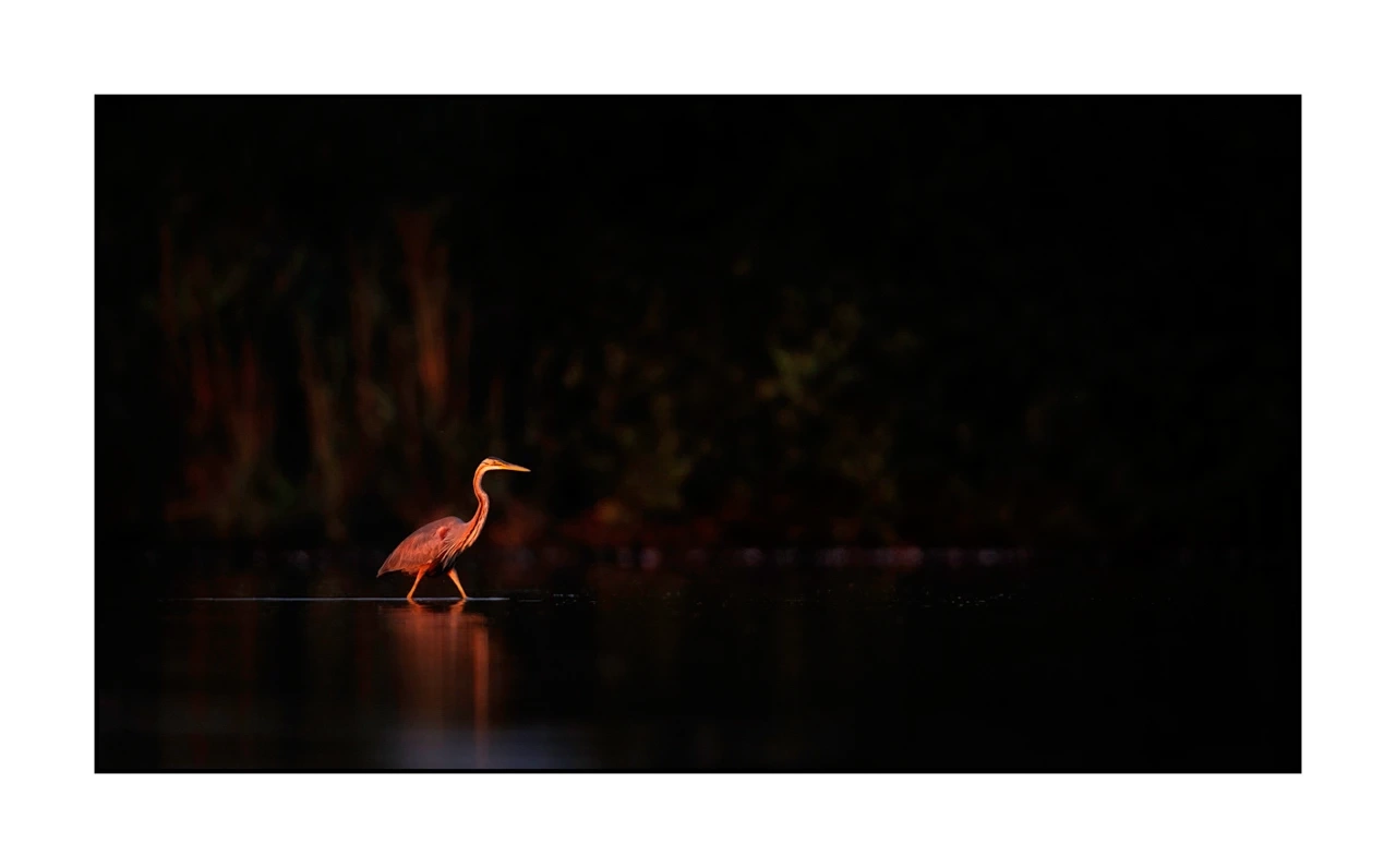 lumieres-et-couleurs/017-ambiances-etangs-de-la-dombes/edition-ouverte/en/52-atmosphere-on-a-pond-of-la-dombes-2439-169C