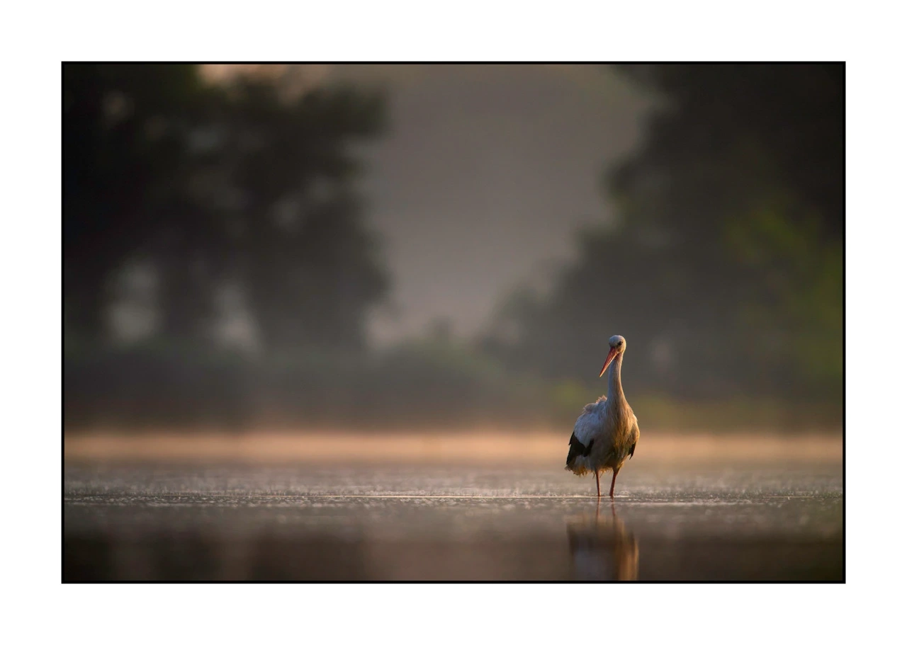 lumieres-et-couleurs/017-ambiances-etangs-de-la-dombes/edition-ouverte/en/53-atmosphere-on-a-pond-of-la-dombes-2440-32C