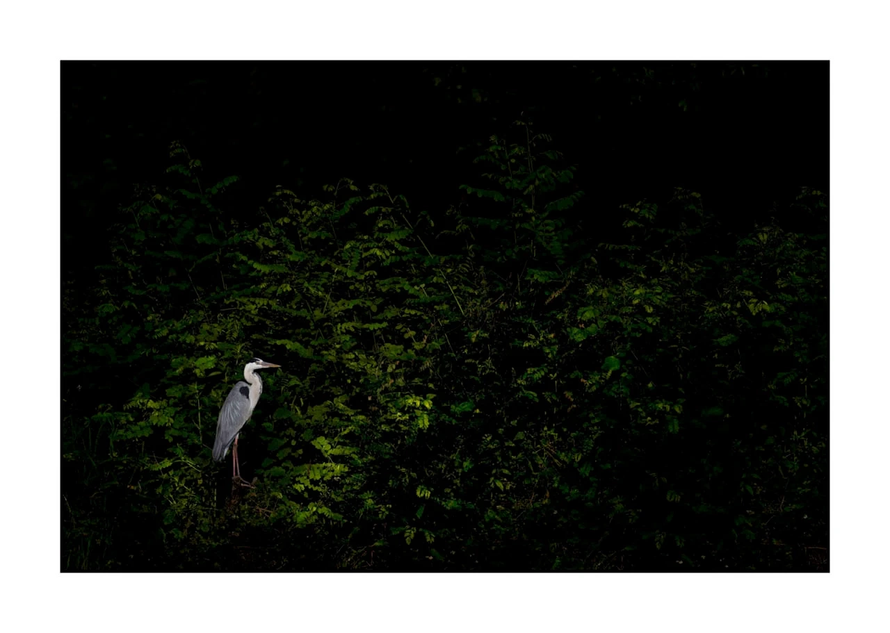 lumieres-et-couleurs/017-ambiances-etangs-de-la-dombes/edition-ouverte/fr/29-ambiance-sur-un-etang-de-la-dombes-2416-32C