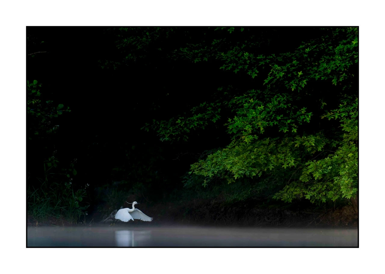 lumieres-et-couleurs/017-ambiances-etangs-de-la-dombes/edition-ouverte/fr/30-ambiance-sur-un-etang-de-la-dombes-2417-32C