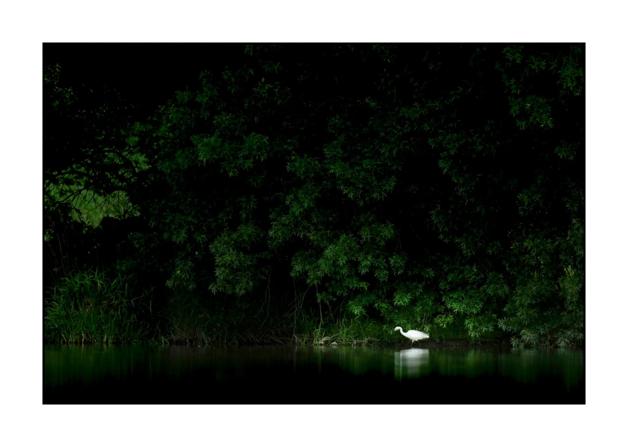 lumieres-et-couleurs/017-ambiances-etangs-de-la-dombes/edition-ouverte/fr/32-ambiance-sur-un-etang-de-la-dombes-2419-32C