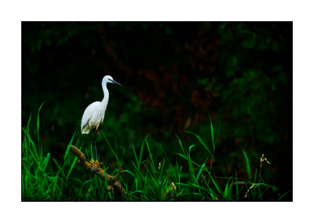lumieres-et-couleurs/017-ambiances-etangs-de-la-dombes/edition-ouverte/fr/33-ambiance-sur-un-etang-de-la-dombes-2420-32C