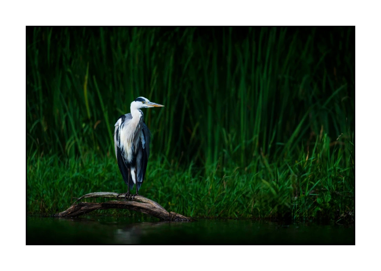 lumieres-et-couleurs/017-ambiances-etangs-de-la-dombes/edition-ouverte/fr/34-ambiance-sur-un-etang-de-la-dombes-2421-32C