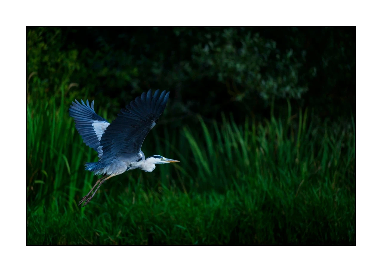 lumieres-et-couleurs/017-ambiances-etangs-de-la-dombes/edition-ouverte/fr/35-ambiance-sur-un-etang-de-la-dombes-2422-32C